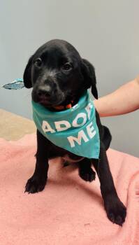 Labrador Retriever Dogs Available for Adoption in Council Bluffs, Iowa - Pandapple | PetCurious