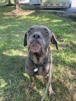 Rescue Cane Corso Dogs for Adoption - BLUE | PetCurious