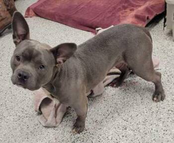 Pit Bull Terrier and English Bulldog Dogs Available for Adoption in Kansas City, Missouri - Dumbo | PetCurious