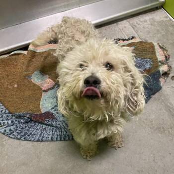Poodle and Mixed Breed Dogs Available for Adoption in Spokane, Washington - Venice | PetCurious