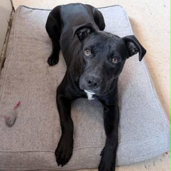 Labrador Retriever and Pit Bull Terrier Dogs Available for Adoption in Wapakoneta, Ohio - Rucker | PetCurious