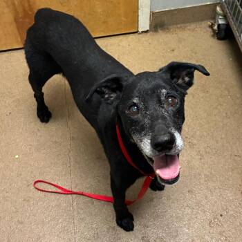 Briggs -  Mixed Breed Dog for Adoption in Chattanooga, Tennessee - Briggs | PetCurious