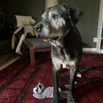 Hudson -  Black Labrador Retriever and Mixed Breed Dog for Adoption in Fayetteville, Arkansas - Hudson | PetCurious
