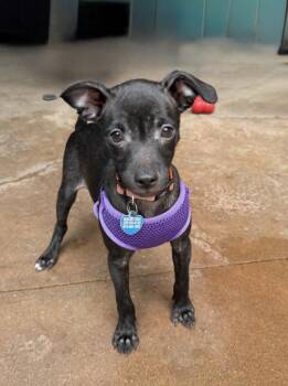 Lizzy -  Chihuahua and Shih Tzu Dog for Adoption in Escondido, California - Lizzy | PetCurious