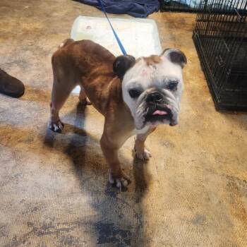 Monty -  English Bulldog Dog for Adoption in Severance, Colorado - Monty | PetCurious