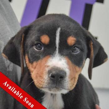 Rottweiler and Black Labrador Retriever Dogs Available for Adoption in Huntley, Illinois - Ash | PetCurious