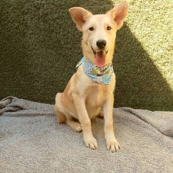 Rescue Labrador Retriever Dogs for Adoption in San Diego, California - Nikko | PetCurious