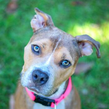 Rescue Mixed Breed Dogs for Adoption in Baton Rouge, Louisiana - Hattie | PetCurious