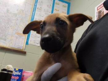 FALL -  German Shepherd Dog and Mixed Breed Dog for Adoption in Tulsa, Oklahoma - FALL | PetCurious
