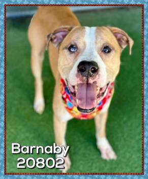 BARNABY -  American Bulldog and American Staffordshire Terrier Dog for Adoption in Marietta, Georgia - BARNABY | PetCurious