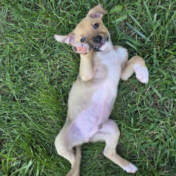 Swivel -  Labrador Retriever and Terrier Dog for Adoption in Wake Forest, North Carolina - Swivel | PetCurious