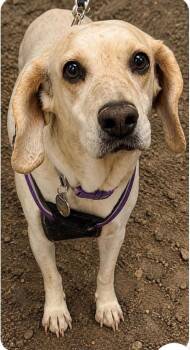 Pickles -  Beagle Dog for Adoption in Millcreek, Utah - Pickles | PetCurious