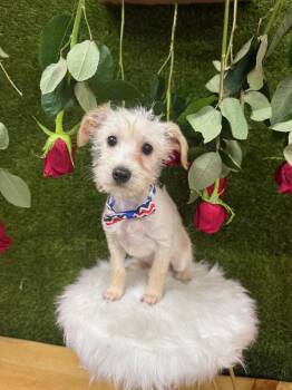 Schnauzer and Terrier Dogs Available for Adoption - Winnie The Pooh | PetCurious