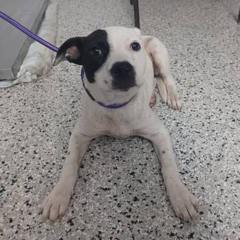 Cattle Dog and Jack Russell Terrier Dogs Available for Adoption in Hattiesburg, Mississippi - Mindy | PetCurious