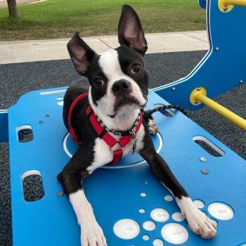 Hudson in CO -  Boston Terrier Dog for Adoption - Hudson In CO | PetCurious