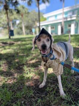 Tucker -  Mixed Breed Dog for Adoption in Vero Beach, Florida - Tucker | PetCurious