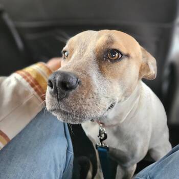 Cattle Dog and Pit Bull Terrier Dogs Available for Adoption in Midland, Texas - Chewy | PetCurious