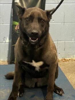 NAHLA -  German Shepherd Dog Dog for Adoption in Woodland, California - NAHLA | PetCurious