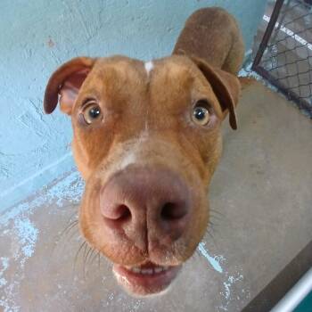 Dutton -  Mixed Breed Dog for Adoption in Tulsa, Oklahoma - Dutton | PetCurious