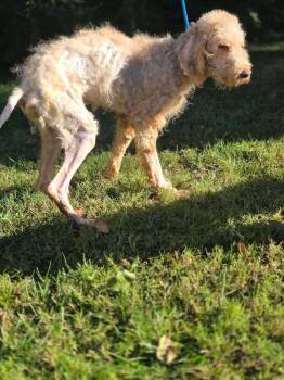 Gracie (GA) -  Mixed Breed Dog for Adoption in New York, New York - Gracie (GA) | PetCurious