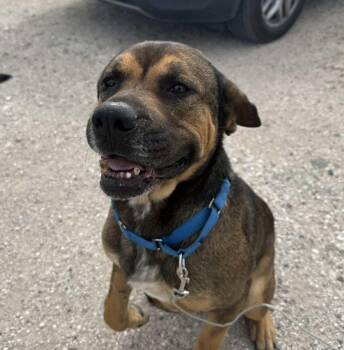 Labrador Retriever Dogs Available for Adoption - Bruno | PetCurious