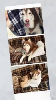 Rescue Husky and Alaskan Malamute Dogs for Adoption in Avondale, Pennsylvania - Dozer | PetCurious