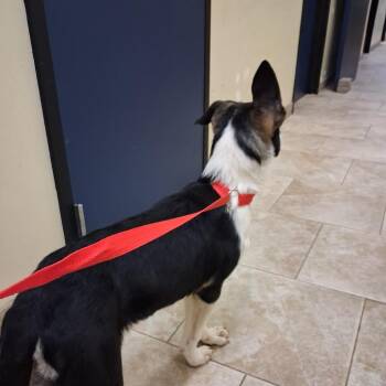 Betsy Ross -  Shepherd Dog for Adoption in Galveston, Texas - Betsy Ross | PetCurious