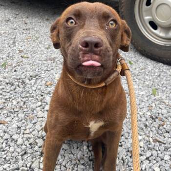 Evie -  Mixed Breed Dog for Adoption in Valley, Alabama - Evie | PetCurious