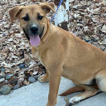 Rescue Mixed Breed and Black Mouth Cur Dogs for Adoption in Wilton, California - Honey | PetCurious