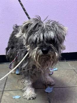 61354594 -  Mixed Breed Dog for Adoption in El Paso, Texas - 61354594 | PetCurious