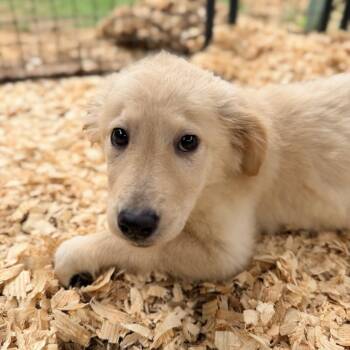 Flat Coated Retriever and Golden Retriever Dogs Available for Adoption in Fosters, Alabama - JOURNEY | PetCurious