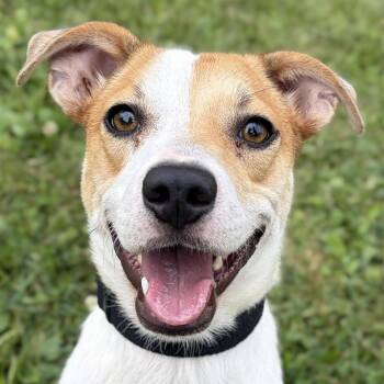 Hank -  Terrier Dog for Adoption in Jefferson, Wisconsin - Hank | PetCurious