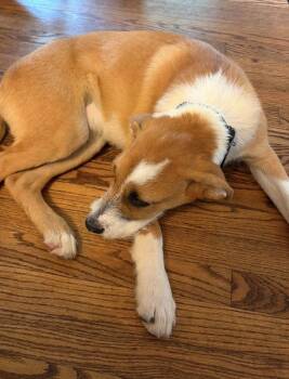 Woody -  Terrier Dog for Adoption in South Bend, Indiana - Woody | PetCurious