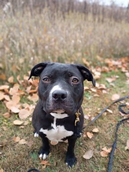 Rescue Pit Bull Terrier Dogs for Adoption in Saint Paul, Minnesota - Dottie *Adoption Fee Waived** | PetCurious