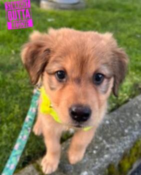 Shepherd and Husky Dogs Available for Adoption - Liv | PetCurious