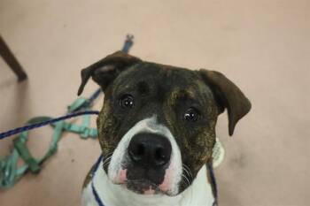 Mixed Breed Dogs Available for Adoption in Columbia, South Carolina - JACK | PetCurious