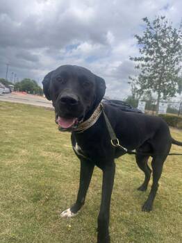 Great Dane Dogs Available for Adoption in Houston, Texas - Miles | PetCurious