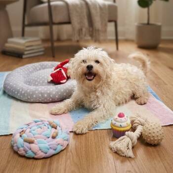 Clover 8563 -  Maltese Dog for Adoption in Boca Raton, Florida - Clover 8563 | PetCurious
