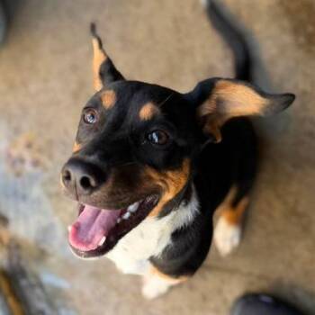 Bennett -  Mixed Breed Dog for Adoption in Erie, Pennsylvania - Bennett | PetCurious