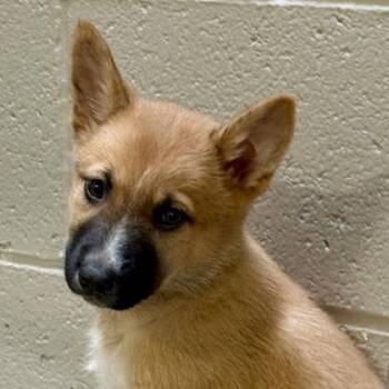 Border Collie and Husky Dogs Available for Adoption in Sacramento, California - Splash  | PetCurious