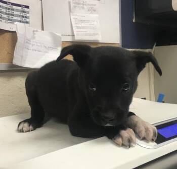Border Collie and Labrador Retriever Dogs Available for Adoption in Conroe, Texas - KYLE | PetCurious