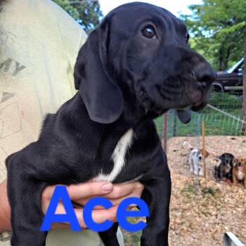 Ace -  Hound Dog for Adoption in Albany, New York - Ace | PetCurious