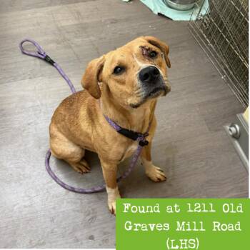 Fawn -  Mixed Breed Dog for Adoption in Lynchburg, Virginia - Fawn | PetCurious