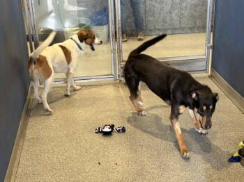 Collie and Doberman Pinscher Dogs Available for Adoption - Gertie | PetCurious