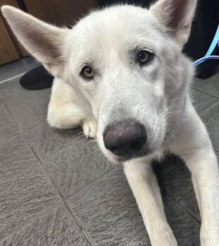 Rescue German Shepherd Dog Dogs for Adoption in River Oaks, Texas - Ivory | PetCurious