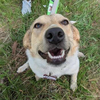 Retriever and Collie Dogs Available for Adoption - Butterfly | PetCurious