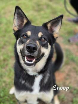 Shepherd Dogs Available for Adoption in Watkinsville, Georgia - Snoop | PetCurious