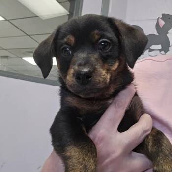 Chihuahua Dogs Available for Adoption - Thumper | PetCurious