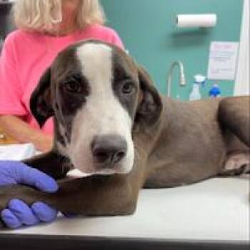 Rocky -  Retriever and Australian Cattle Dog Blue Heeler Dog for Adoption in Starkville, Mississippi - Rocky | PetCurious