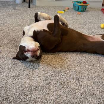 Hazel -  Pit Bull Terrier and Mixed Breed Dog for Adoption in Rossville, Georgia - Hazel | PetCurious